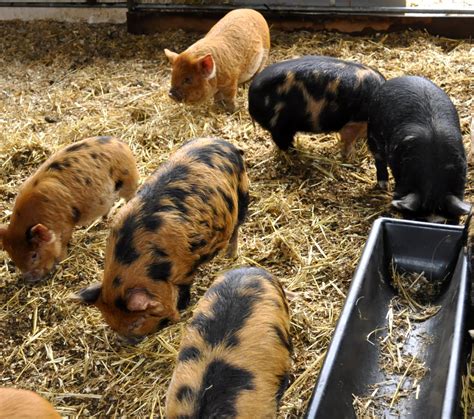 Kunekune pigs for sale - KuneKune Pigs Grass-Fed Beef Contact Us KuneKune Pigs. We purchased our first KuneKune breeding trio in June of 2017 from Virginia KuneKunes. ... Please refer to the Sales Policy before contacting us with purchase-related questions. Sales Policy 2022 Our Herd . The Sows. Alice. BH Rebecca Gina/Andrew. COI - 6.8% / AKKPS 5049 / AKPR …